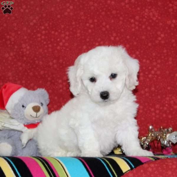Jeffrey, Bichon Frise Puppy